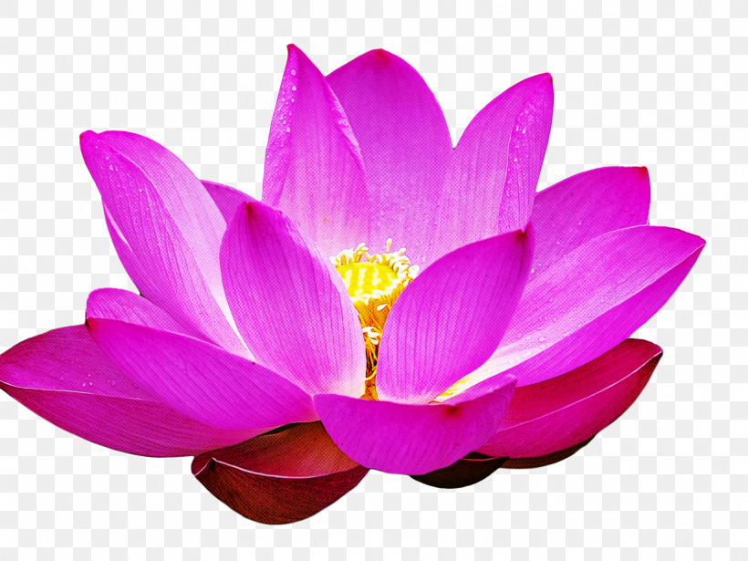 Lotus Flower Summer Flower, PNG, 1618x1214px, Lotus Flower, Cartoon, Flower, Lily, Nelumbonaceae Download Free