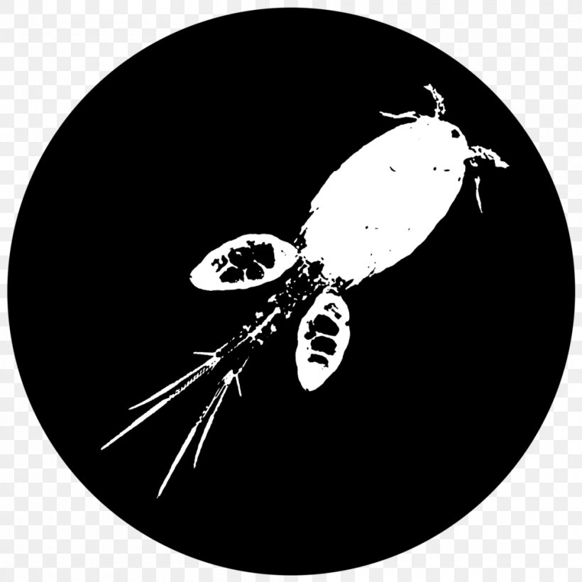 Copepod Daphnia Magna Panagrellus Redivivus Fruit Flies Moina, PNG, 1000x1000px, Copepod, Black And White, Carolina Biological Supply Company, Com, Common Fruit Fly Download Free