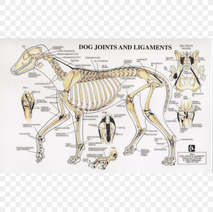 Dog Horse Joint Ligament Human Skeleton, PNG, 1224x1224px, Dog, Anatomy, Bone, Canine Massage, Cruciate Ligament Download Free