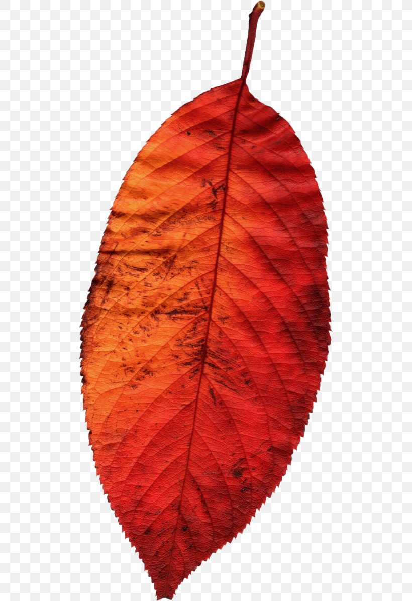 Leaf Autumn Season, PNG, 507x1196px, Leaf, Autumn, Deciduous, Idea, Painting Download Free