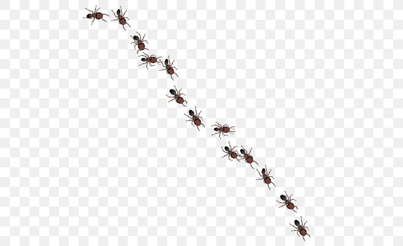 Ant Royalty-free Clip Art, PNG, 500x500px, Ant, Art, Banded Sugar Ant, Black Garden Ant, Branch Download Free