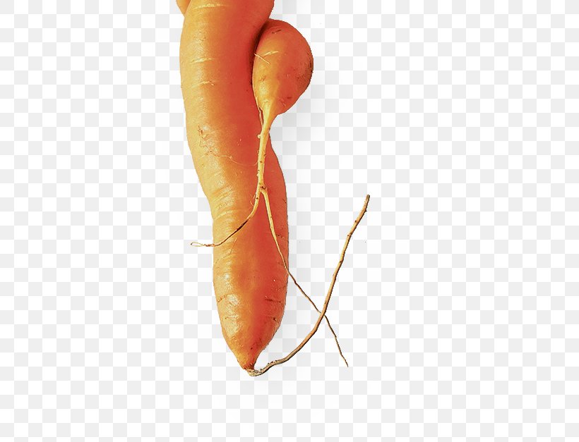 Baby Carrot Child NRC Handelsblad Organism Life, PNG, 537x627px, Baby Carrot, Amyotrophic Lateral Sclerosis, Arah, Carrot, Child Download Free