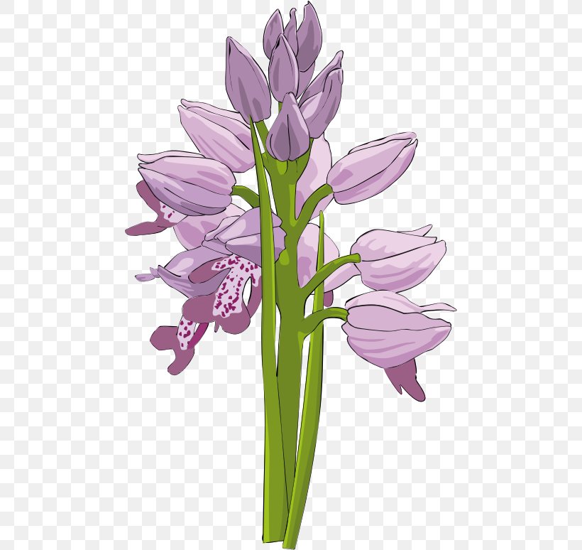 Orchids Flower Favicon Clip Art, PNG, 469x774px, Orchids, Boat Orchid, Cut Flowers, Dahlia, Favicon Download Free