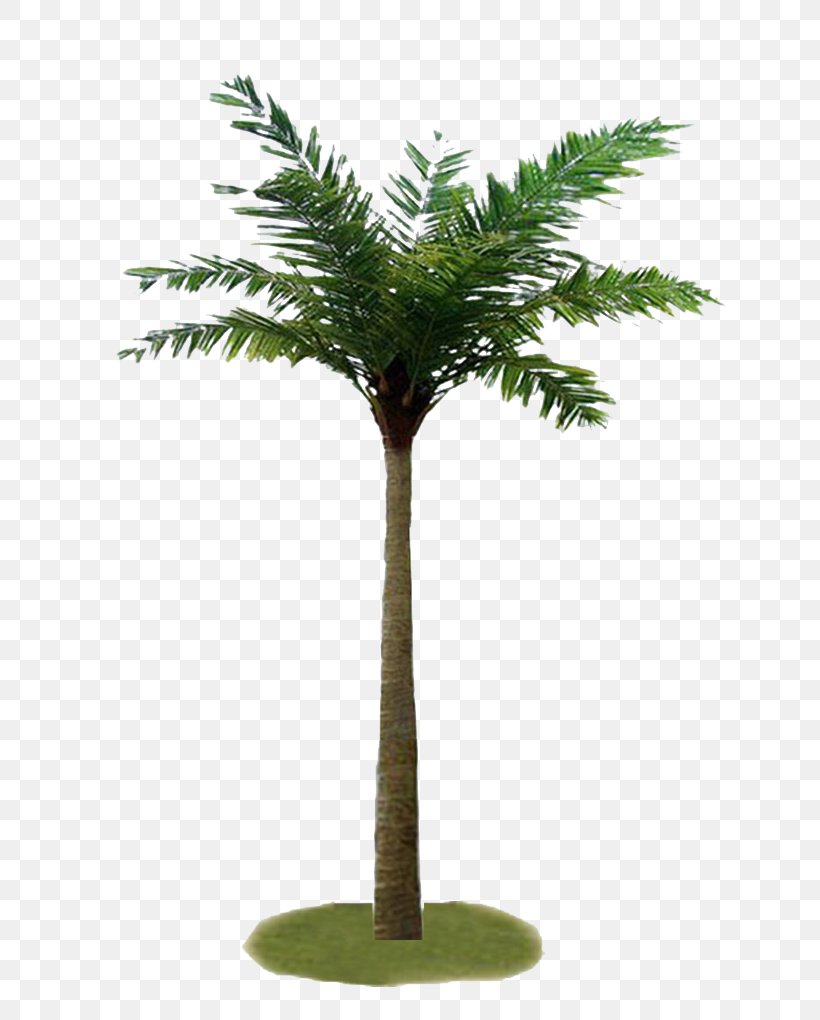 Palm Trees Coconut Plants MINI, PNG, 664x1020px, Tree, American Larch, Arecales, Bonsai, Branch Download Free