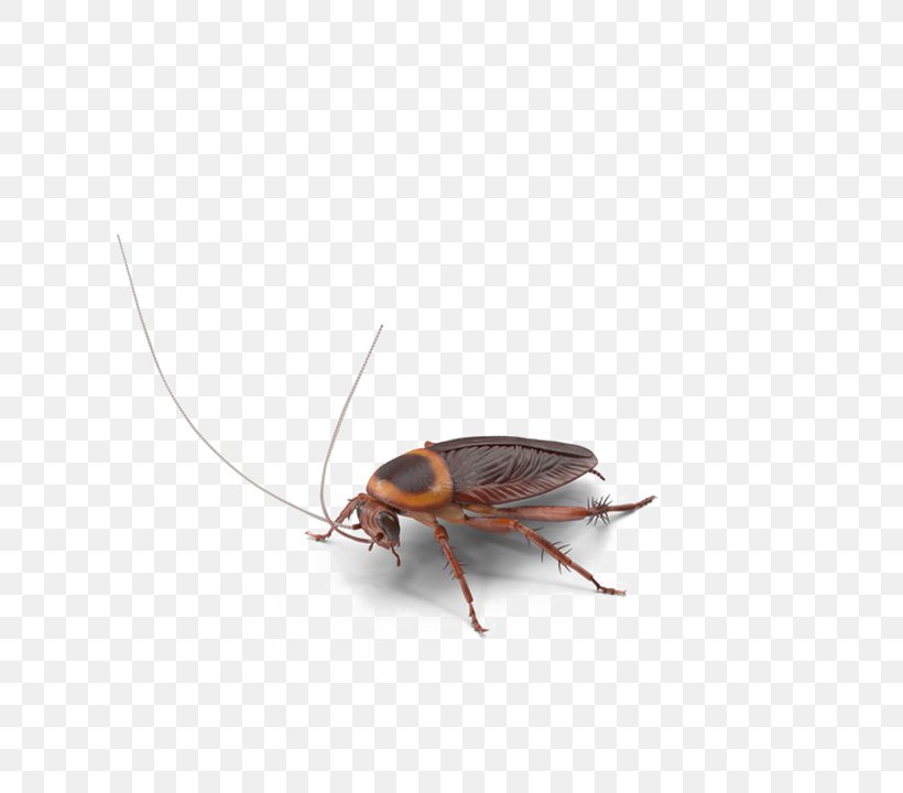 Cockroach Image Insect Photograph PNG 720x720px Cockroach Alchemy