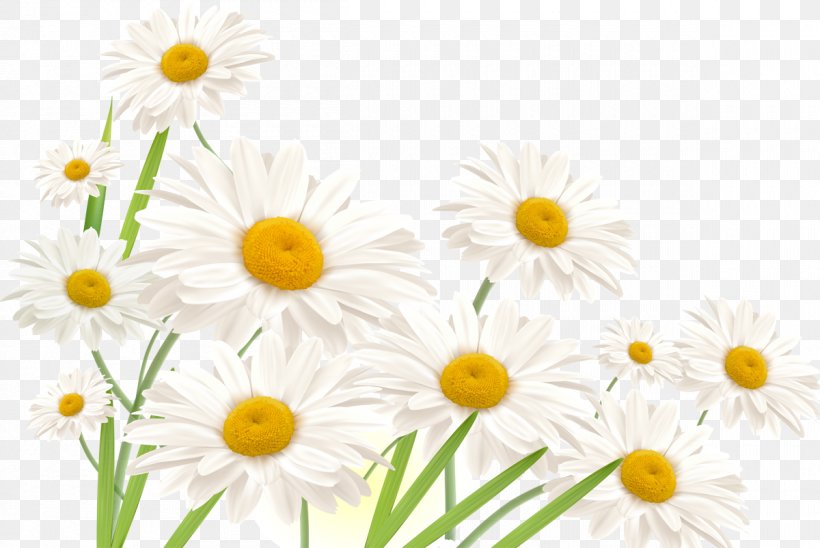 Common Daisy Nail Flower Finger Antifungal, PNG, 1200x802px, Common Daisy, Antifungal, Chamaemelum Nobile, Chrysanths, Daisy Download Free