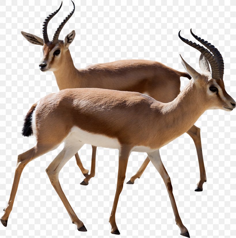 Dorcas Gazelle Antelope Thomson's Gazelle Stock Photography, PNG, 1188x1200px, Dorcas Gazelle, Animal Figure, Antelope, Cow Goat Family, Deer Download Free