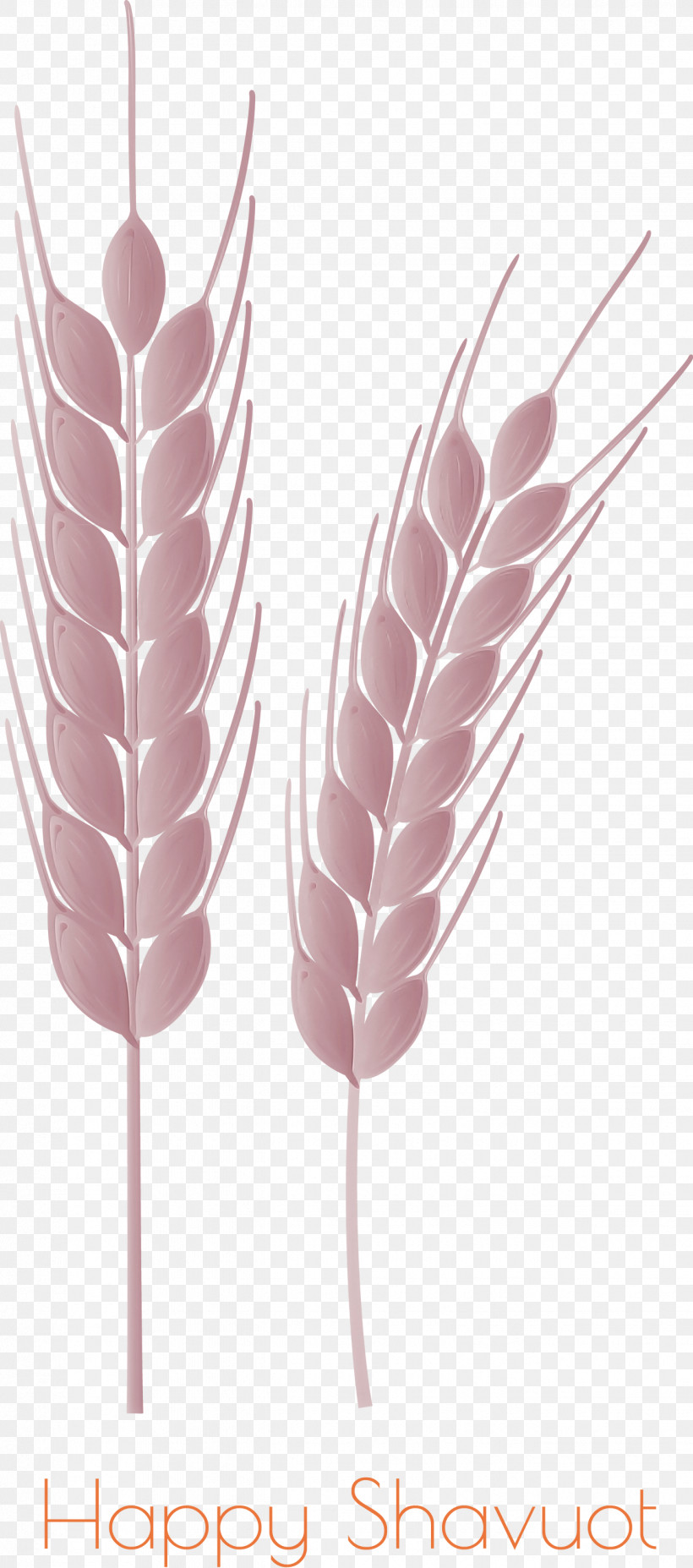 Happy Shavuot Shavuot Shovuos, PNG, 1325x2999px, Happy Shavuot, Feather, Food Grain, Grass Family, Pink Download Free