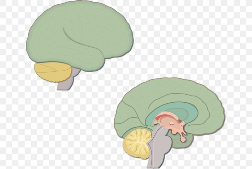 Human Brain Visual Cortex Cerebral Cortex Sagittal Plane, PNG, 651x550px, Watercolor, Cartoon, Flower, Frame, Heart Download Free