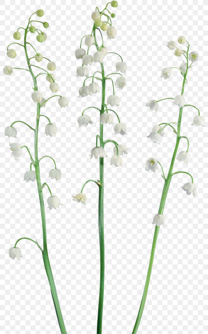 Lily Of The Valley Raster Graphics Clip Art, PNG, 800x1314px, Lily Of The Valley, Cut Flowers, Flora, Flower, Flowering Plant Download Free