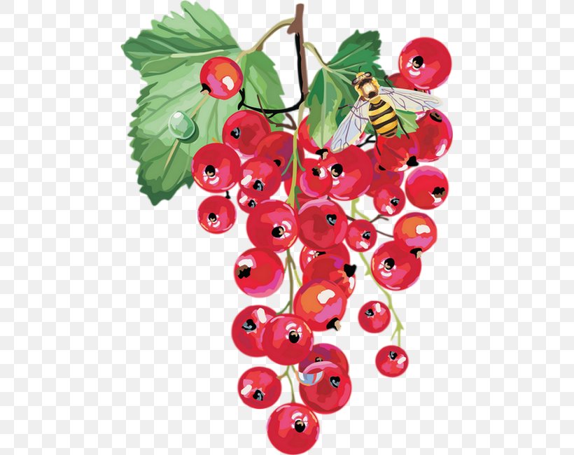 Redcurrant Berry Fruit, PNG, 475x650px, Redcurrant, Auglis, Berry, Bilberry, Blackcurrant Download Free