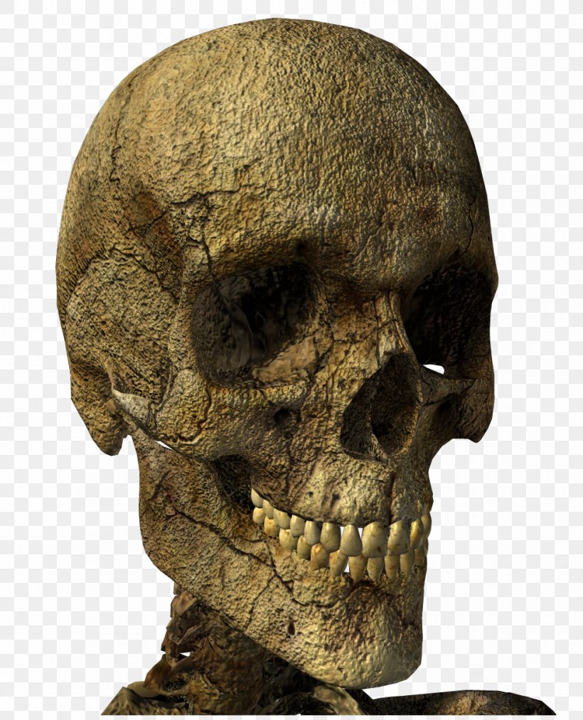 Skull Skeleton Clip Art, PNG, 987x1220px, Skull, Bone, Depositfiles, Directory, Fossil Download Free