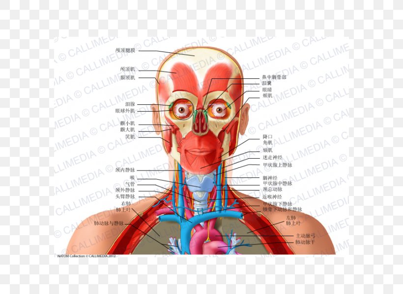 Anatomy Human Body Recurrent Laryngeal Nerve Human Head Neck, PNG, 600x600px, Watercolor, Cartoon, Flower, Frame, Heart Download Free