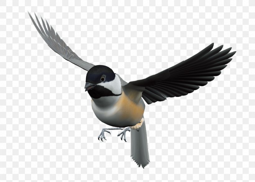 Bird Flight Clip Art, PNG, 906x648px, Bird, Beak, Bmp File Format, Duck, Ducks Geese And Swans Download Free