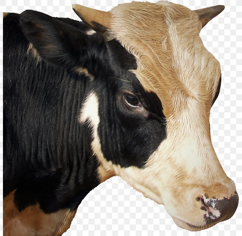 Bovine Bull Head Horn Livestock, PNG, 800x799px, Bovine, Bull, Calf, Cowgoat Family, Dairy Download Free