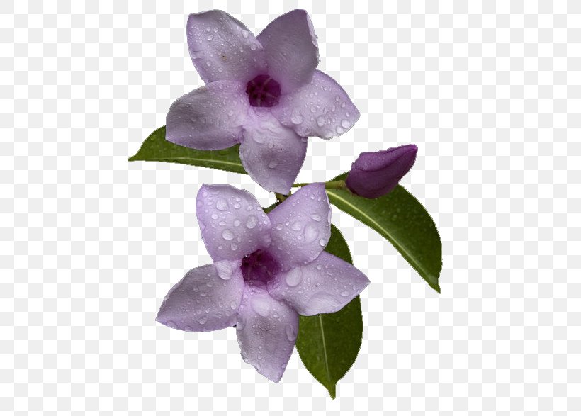 Flower Petal Ve, PNG, 472x587px, Flower, Flowering Plant, Herbaceous Plant, Lilac, Meat Download Free