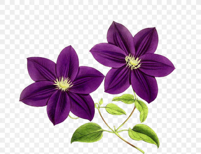 Flower Purple Blue Rose Clip Art, PNG, 942x720px, Flower, Blue Rose, Cut Flowers, Floral Design, Flowering Plant Download Free