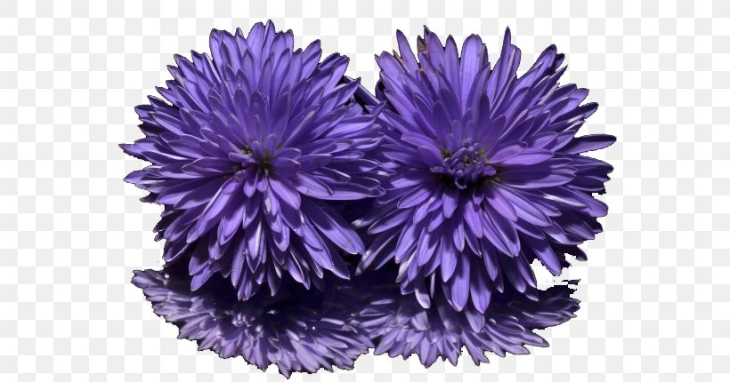 New York Aster Purple Sweet Violet Flower, PNG, 650x430px, Aster, Annual Plant, Chrysanthemum, Chrysanths, Daisy Family Download Free