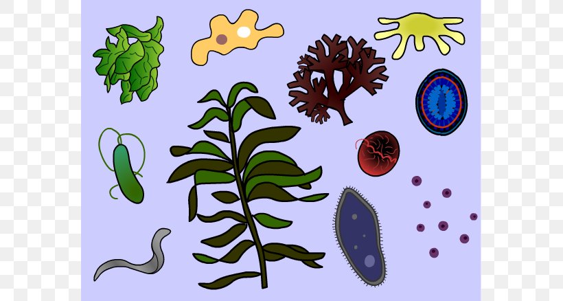 Protozoa Protist Amoeba Clip Art, PNG, 583x438px, Protozoa, Amoeba, Branch, Eukaryote, Fauna Download Free
