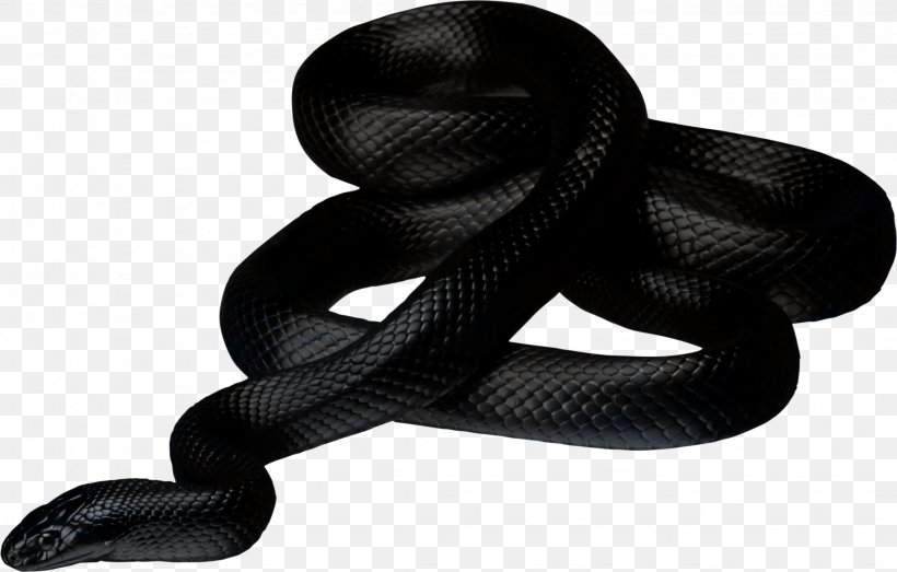 Texas Rat Snake Clip Art, PNG, 2257x1441px, The Vanished Man, Abebooks, Author, Black And White, Book Download Free