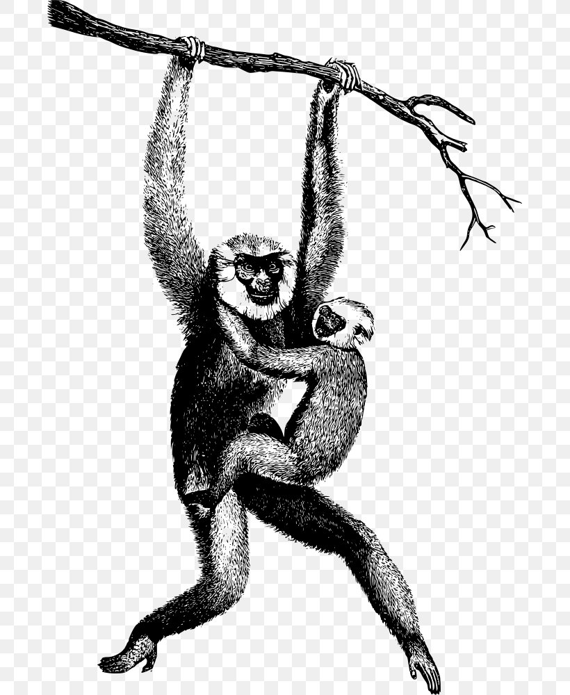 Homo Sapiens Primate Chimpanzee Lar Gibbon, PNG, 683x1000px, Homo Sapiens, Ape, Arm, Art, Black And White Download Free