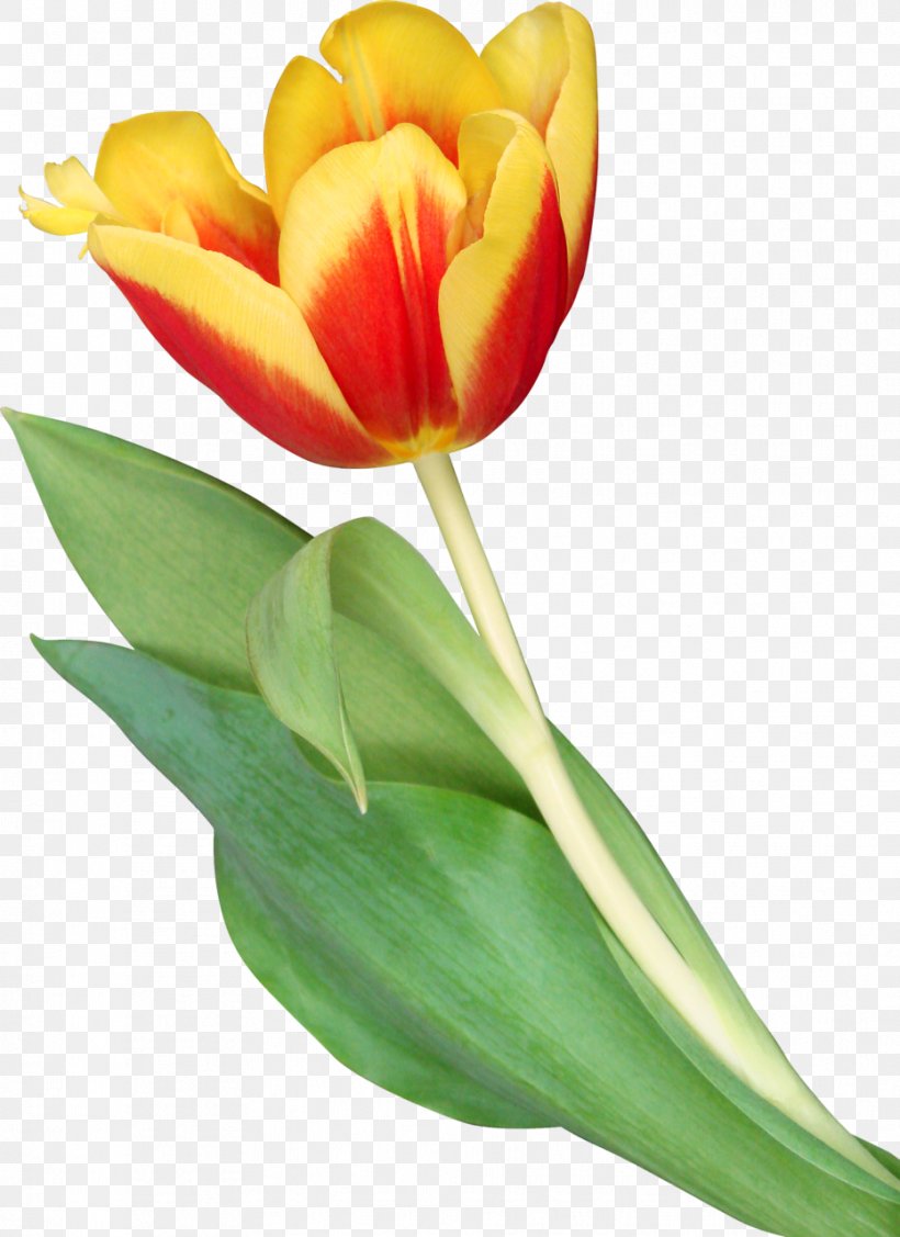 Clip Art Indira Gandhi Memorial Tulip Garden Image, PNG, 931x1280px, Tulip, Botany, Bud, Cut Flowers, Drawing Download Free