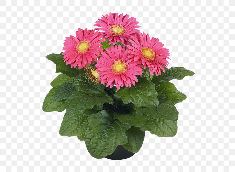 Transvaal Daisy Flowerpot Chrysanthemum Houseplant, PNG, 600x600px, Transvaal Daisy, African Violet, African Violets, Annual Plant, Aster Download Free