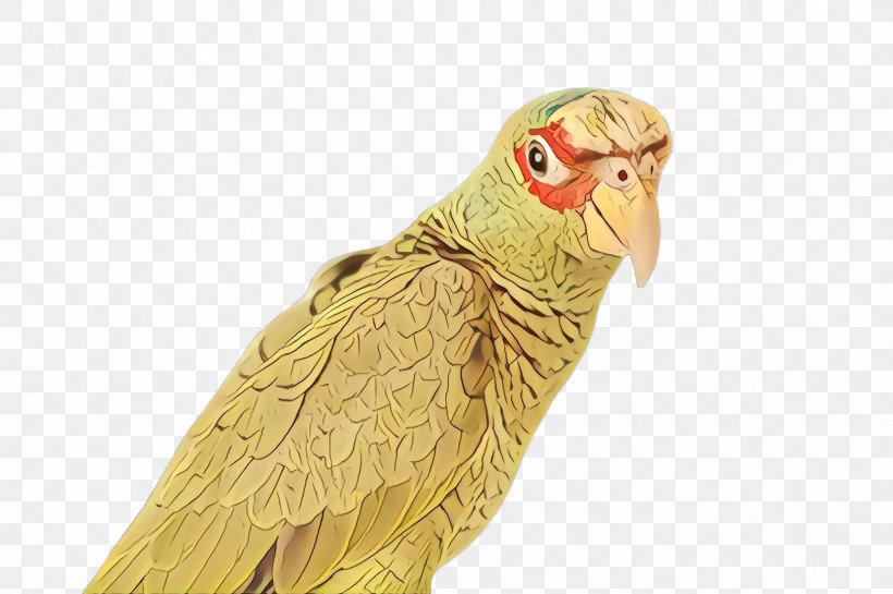 Bird Parrot Beak Parakeet Budgie, PNG, 2452x1632px, Bird, Beak, Budgie, Parakeet, Parrot Download Free
