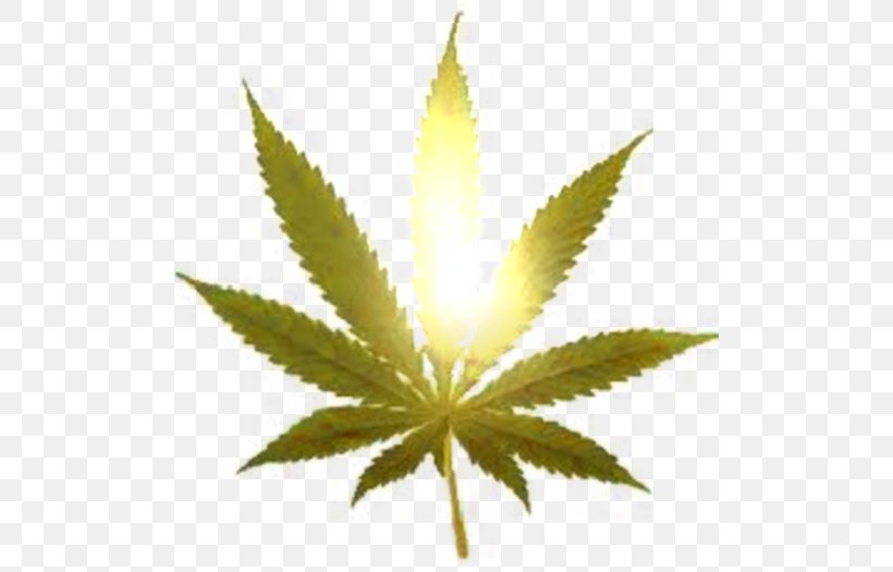 Cannabis Legalization Smoking Marijuana 420 Day, PNG, 500x525px, 420 Day, Cannabis, Cannabis Smoking, Colorado Amendment 64, Drug Download Free