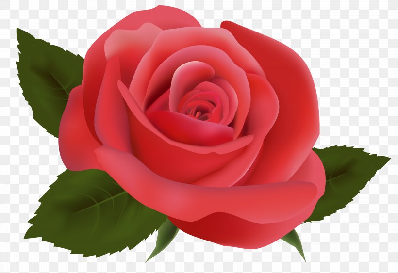 Rose Flower Clip Art, PNG, 6442x4429px, Rose, China Rose, Close Up, Cut Flowers, Floribunda Download Free