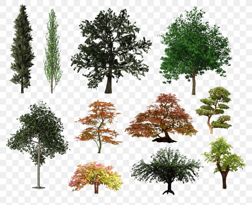 Tree Shrub Desktop Wallpaper Clip Art, PNG, 1600x1302px, Tree, Branch, Conifers, Digital Image, Display Resolution Download Free