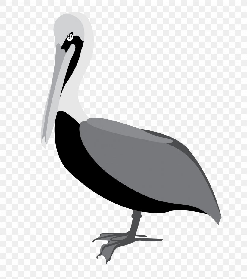 Water Bird American White Pelican Clip Art, PNG, 2178x2466px, Water Bird, Accordion, American White Pelican, Beak, Bird Download Free