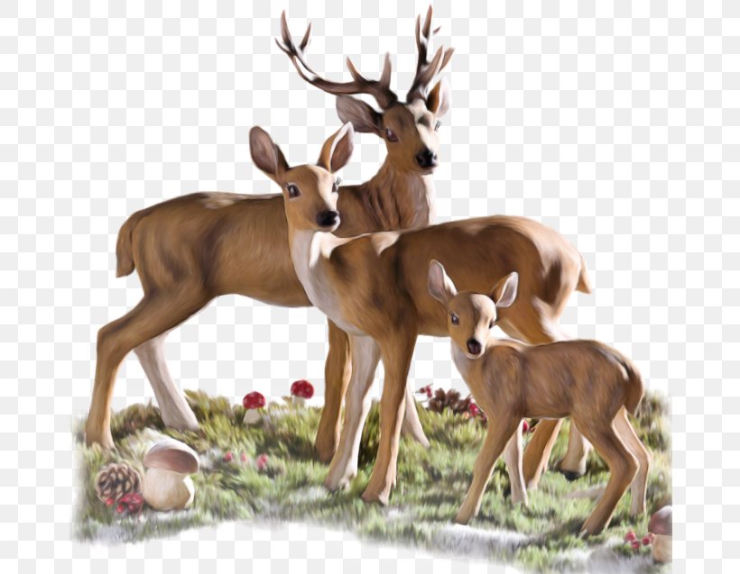 White-tailed Deer Roe Deer Reindeer Animal, PNG, 670x637px, Deer, Amazon Echo Spot, Animal, Fauna, Hunting Download Free
