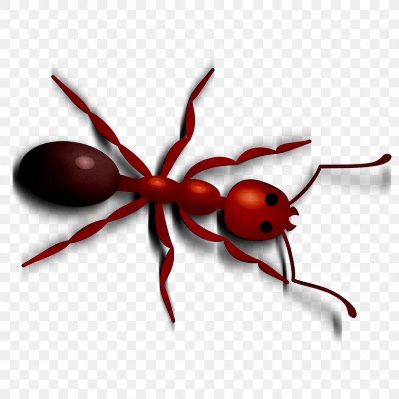 Clip Art Insect Membrane, PNG, 1089x1089px, Insect, Ant, Arachnid, Arthropod, Invertebrate Download Free