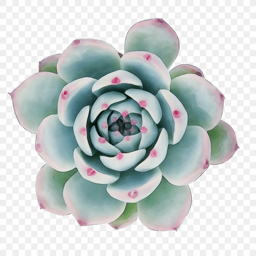 Flower Echeveria Plant White Mexican Rose Stonecrop Family, PNG, 1024x1024px, Watercolor, Agave, Echeveria, Flower, Pachyphytum Download Free