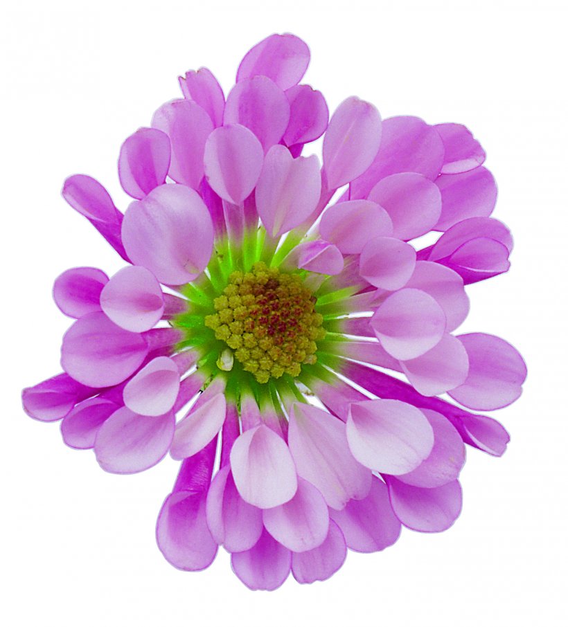 Flower Image Resolution Desktop Wallpaper, PNG, 1447x1600px, Flower, Annual Plant, Aster, Chrysanths, Dahlia Download Free