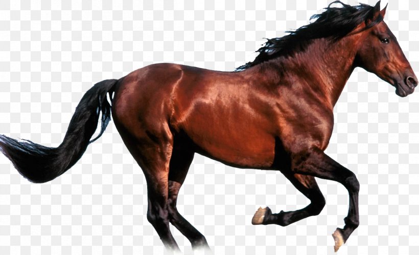 Stallion Mustang Chilean Horse Hucul Pony Arabian Horse, PNG, 1207x734px, Stallion, Animal Figure, Arabian Horse, Bridle, Equestrian Download Free