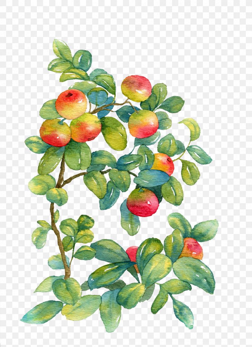 Watercolor Painting Watercolor: Flowers, PNG, 999x1374px, Watercolor Painting, Art, Branch, Food, Fruit Download Free