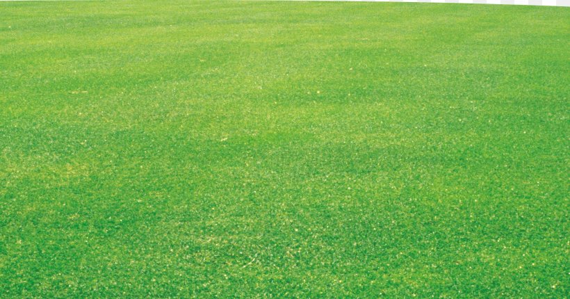 Crop Lawn Grassland Field Fodder, PNG, 3543x1859px, Lawn, Agriculture, Artificial Turf, Crop, Family Download Free