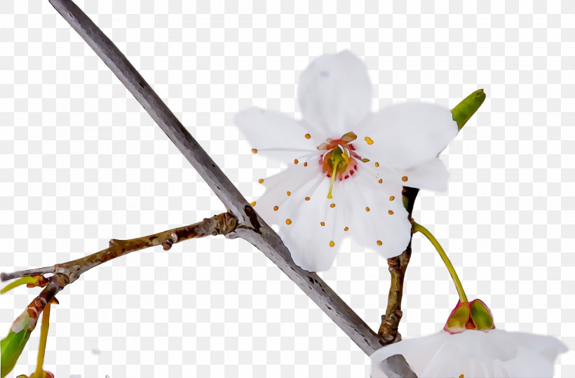 Flower Plant Branch Twig Blossom, PNG, 1920x1264px, Spring, Blossom, Branch, Flower, Moth Orchid Download Free