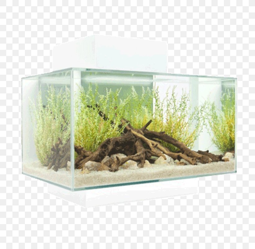 Fluval Edge Aquarium Filters Heater Aquascaping, PNG, 800x800px, Fluval Edge, Aquarium, Aquarium Decor, Aquarium Filters, Aquascaping Download Free