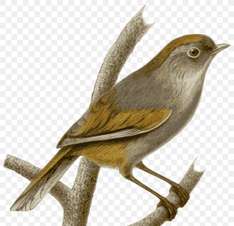 Sparrow Bird Spectacled Fulvetta Old World Babbler, PNG, 800x793px, Sparrow, Alcippe, Beak, Bird, Chickadee Download Free