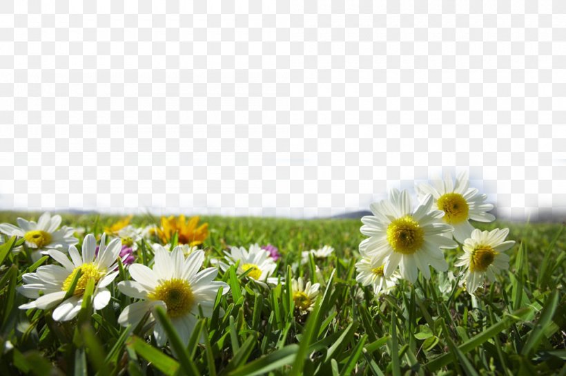 Summer Wells Plastics Ltd Wallpaper, PNG, 1000x664px, 4k Resolution, Summer, Autumn, British Summer Time, Daisy Download Free