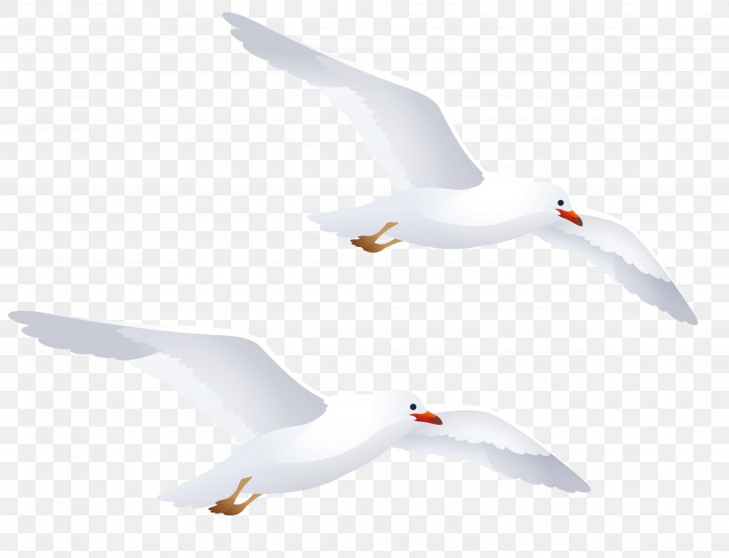 Water Bird European Herring Gull Gulls Goose, PNG, 4121x3159px, Bird, American Herring Gull, Anatidae, Animal, Beak Download Free