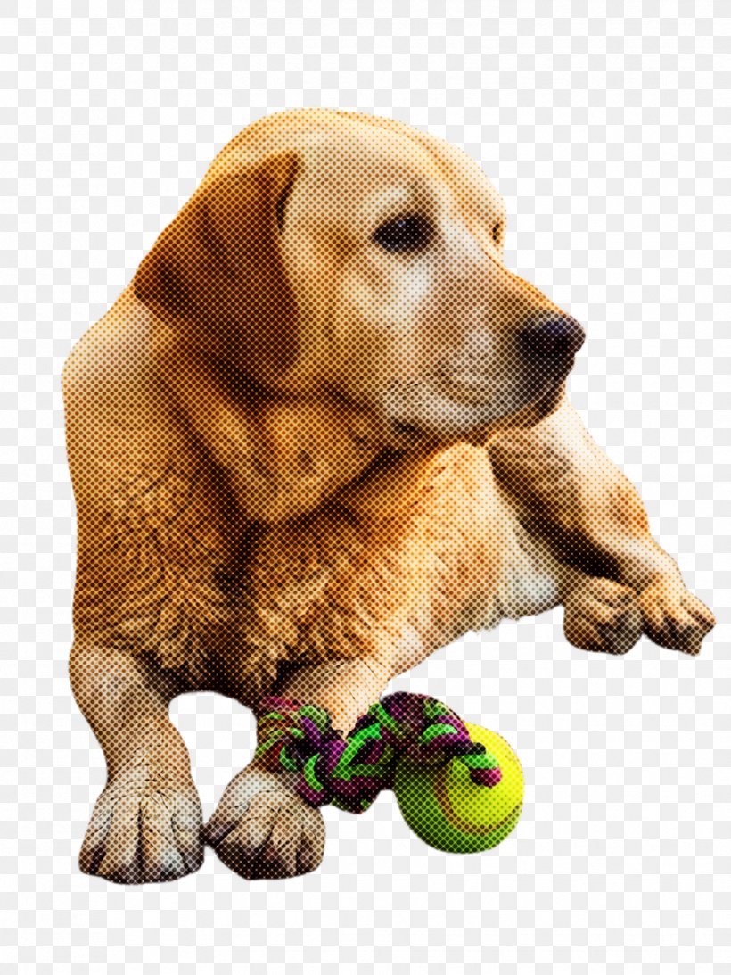 Dog Golden Retriever Retriever Ball Dog Toy, PNG, 1731x2308px, Dog, Ball, Dog Toy, Golden Retriever, Retriever Download Free