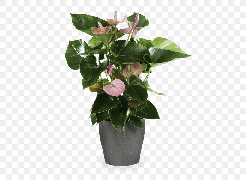 Flower Laceleaf Ornamental Plant Birthday, PNG, 600x600px, Flower, Artificial Flower, Birthday, Cut Flowers, Floral Design Download Free
