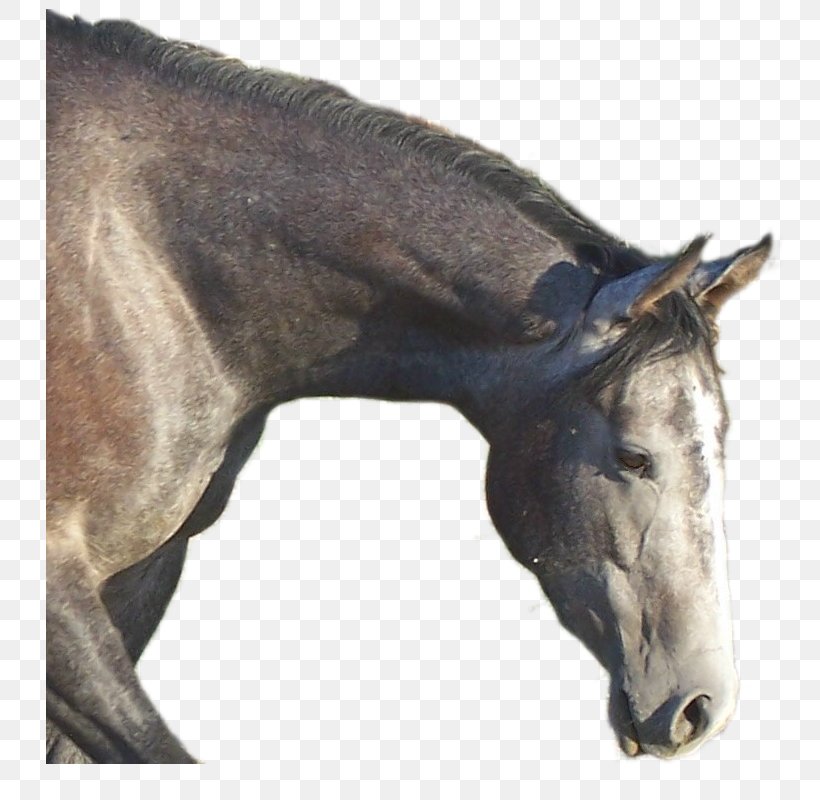 Mane Stallion Foal Mare Colt, PNG, 800x800px, Mane, American Quarter Horse Association, Bridle, Colt, Fauna Download Free