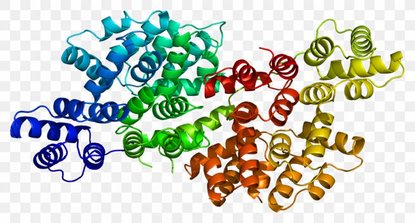 ANXA6 Annexin Gene Protein Clip Art, PNG, 1015x545px, Annexin, Creative Commons, Food, Gene, Glycogen Branching Enzyme Download Free