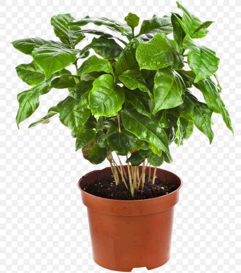 Arabica Coffee Houseplant Tree Flowerpot, PNG, 800x928px, Coffee, Arabica Coffee, Basil, Dracaena, Dracaena Fragrans Download Free