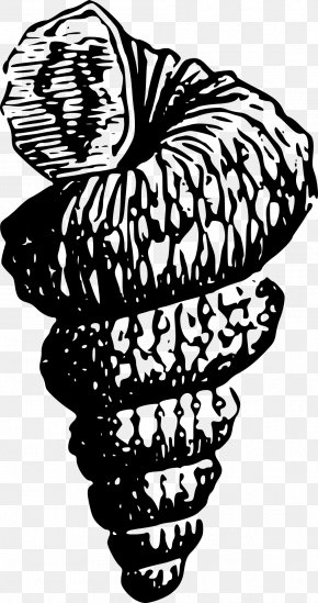 Seashell - Drawing Clip Art PNG